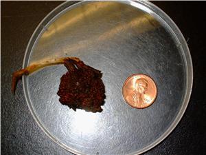 Frankia nodule 